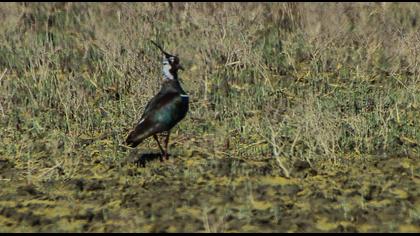 Northern Lapwing