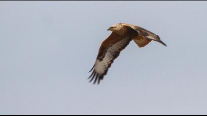 Long-legged Buzzard