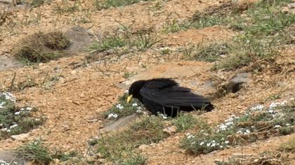 Alpine Chough