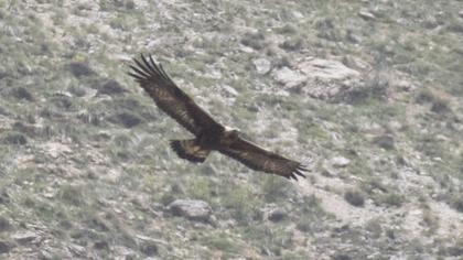 Eastern Imperial Eagle