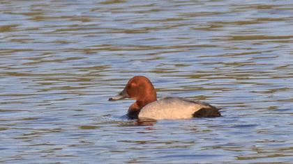 Common Pochard