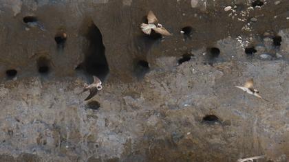 Sand Martin