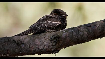 European Nightjar