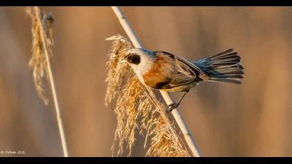 Eurasian Penduline Tit