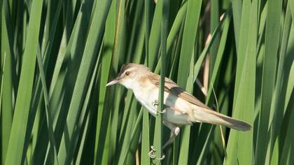 Great Reed Warbler