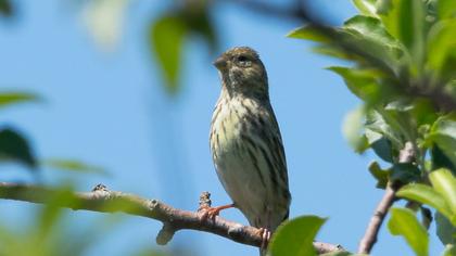 European Serin