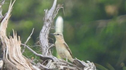 Northern Wheatear