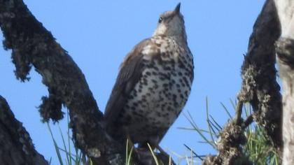 Mistle Thrush