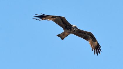Black Kite