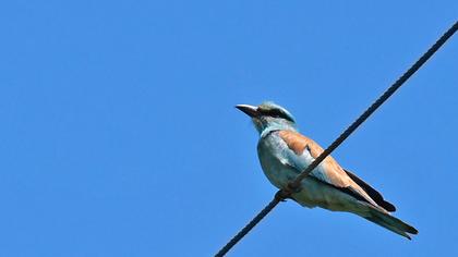 European Roller