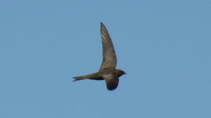 Common Swift