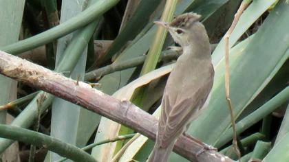 Eastern Olivaceous Warbler