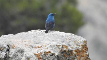 Blue Rock Thrush