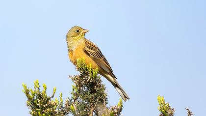 Ortolan Bunting