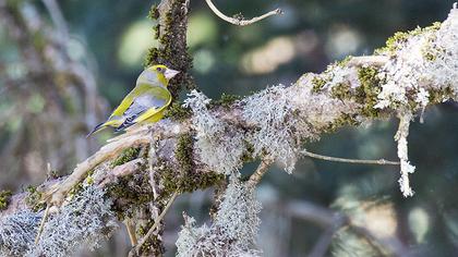 European Greenfinch