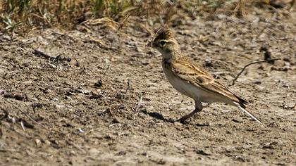 Greater Short-toed Lark