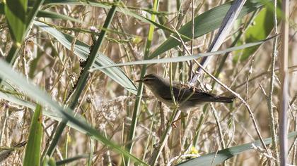 Willow Warbler