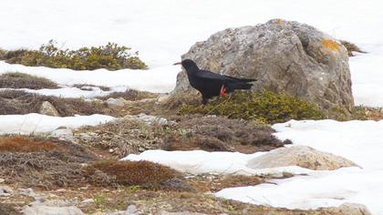 Red-billed Chough