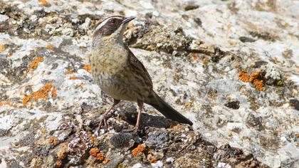 Radde`s Accentor