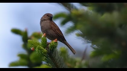 Dunnock