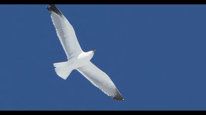 Van gölü martısı