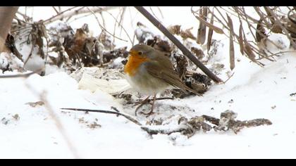 European Robin