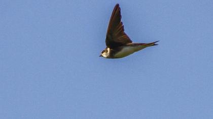 Sand Martin