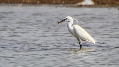 Little Egret