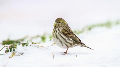 European Serin