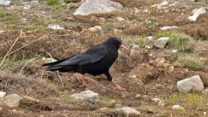 Red-billed Chough