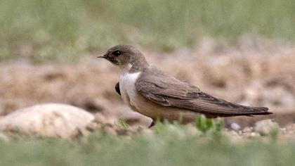 Sand Martin
