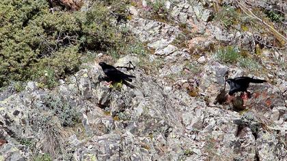 Kırmızıgagalı dağ kargası