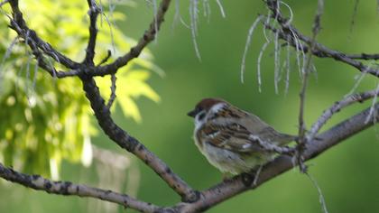 Eurasian Tree Sparrow