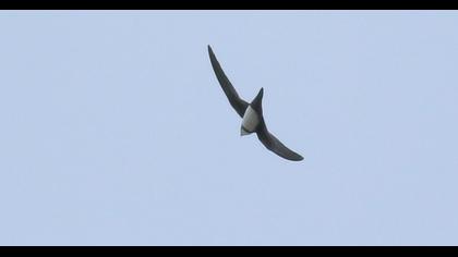 Alpine Swift