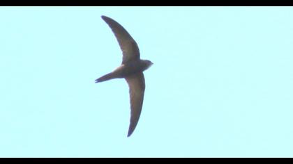 Pallid Swift