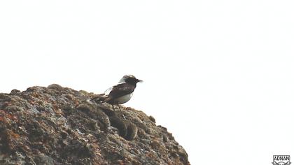 Aksırtlı kuyrukkakan