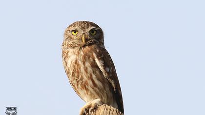 Little Owl