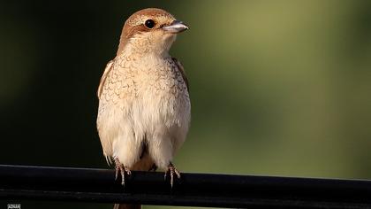 Red-backed Shrike