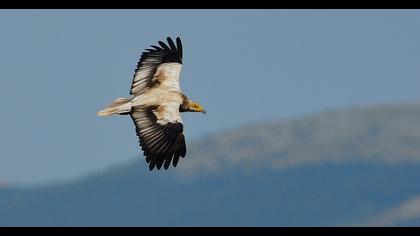 Egyptian Vulture
