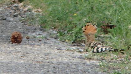 Eurasian Hoopoe