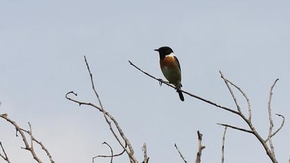 European Stonechat