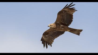 Black Kite