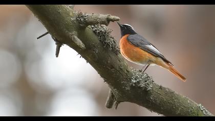 Common Redstart