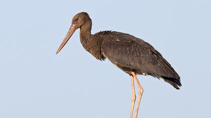 Black Stork