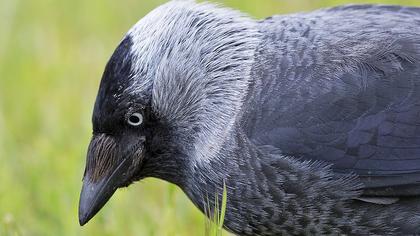 Western Jackdaw