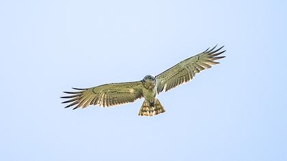 Short-toed Snake Eagle