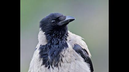 Hooded Crow