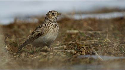 Eurasian Skylark