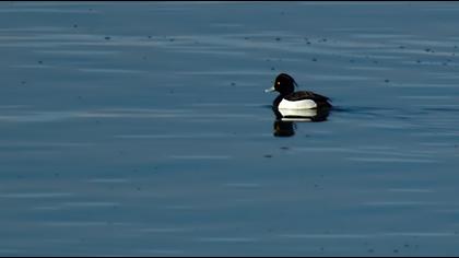 Tufted Duck