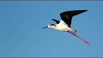 Black-winged Stilt